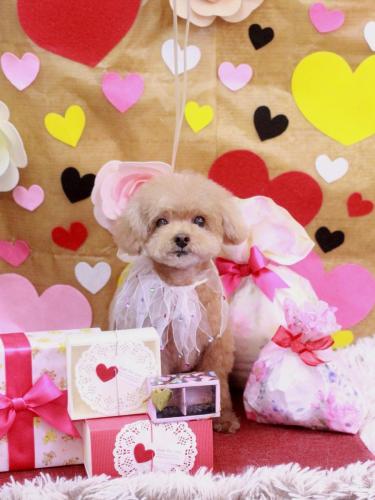 20230209マロンくん